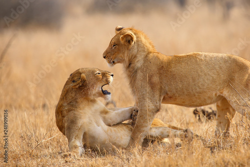 The Southern lion (Panthera leo melanochaita) also as the East-Southern African lion or Eastern-Southern African lion or Panthera leo kruegeri. Two young males play and fight.