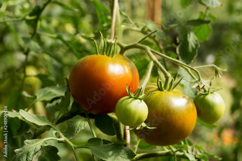 Tomatoes ripening in a greenhouse. Selective focus