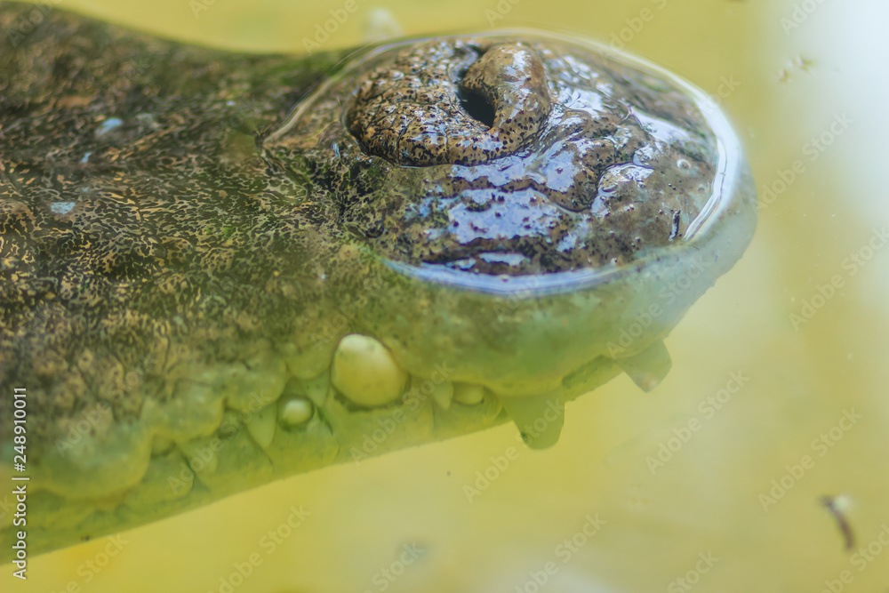 Nose of Saltwater or Estuarine Crocodile (crocodylus porosus) in the water Nose of Saltwater or Estuarine Crocodile (crocodylus porosus) in the water