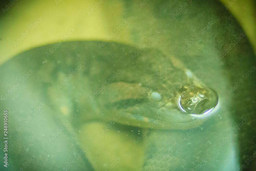 Anaconda snake in the water. Anacondas are a group of large snakes of
