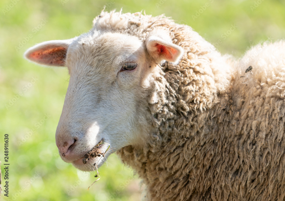 Close-up of sheep eating grass.