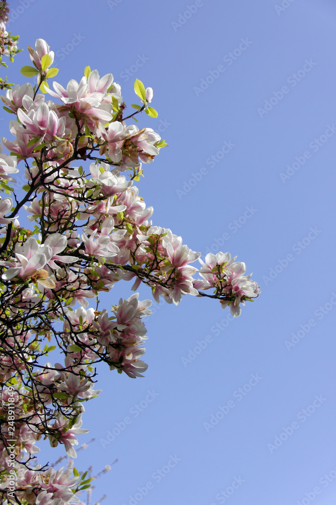 magnolia tree