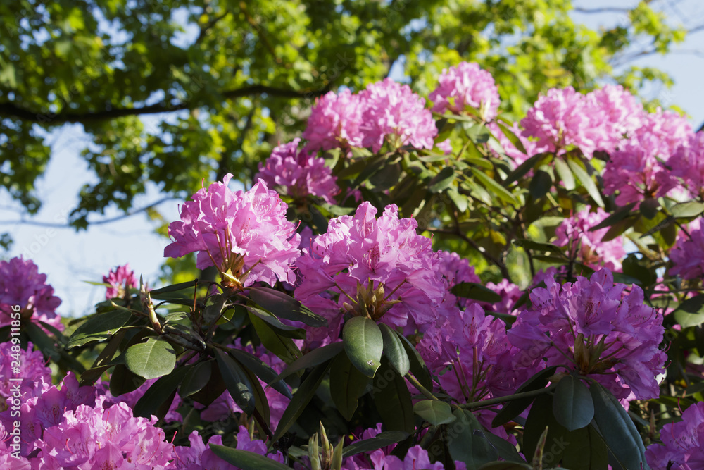 Time of azaleas bloom in the botanical garden. Time of azaleas bloom in the botanical garden.