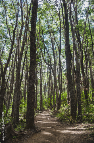 Tall green trees in the forest.