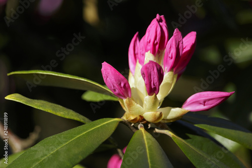 Time of azaleas bloom in the botanical garden.