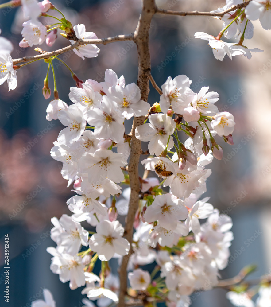 Close up full bloom beautiful pink cherry blossoms flowers ( sakura ) in springtime sunny day with soft natural background