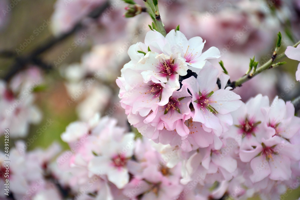 Flores de almendro en invierno