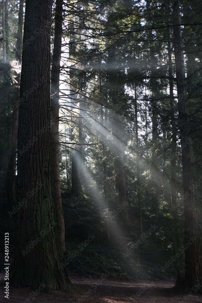 Fototapeta premium fog in the forest