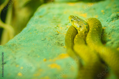 Yellow-spotted keelback snake (Xenochrophis sanctijohanis). Xenochrophis is a genus of colubrid snakes endemic to Asia. They are commonly referred to as painted keelbacks.