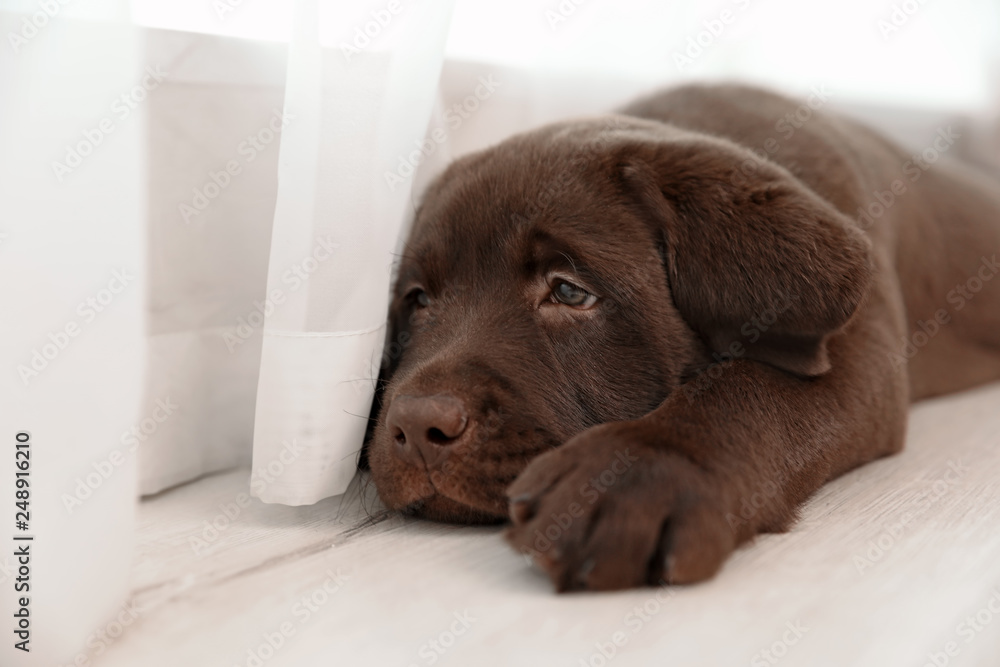 Chocolate Labrador Retriever puppy on floor near window indoors. Space for text Chocolate Labrador Retriever puppy on floor near window indoors. Space for text