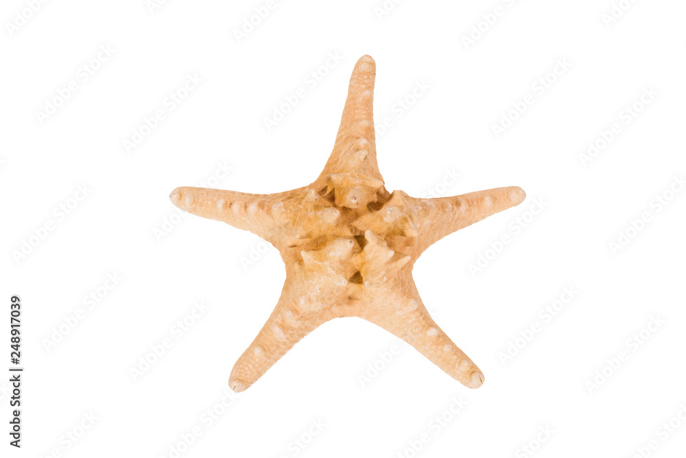 Starfish, isolated, on white background Starfish, isolated, on white background