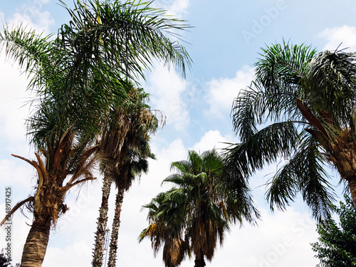  Palm trees and a blue Cloudy sky