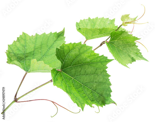 Green vine leaves or  grape leaves on white background. Clipping path.