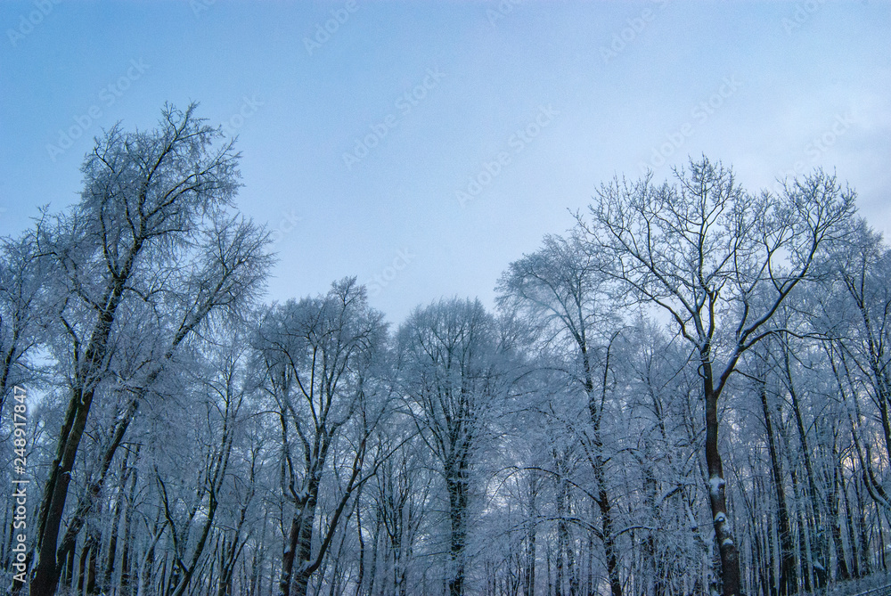 Snow-covered trees in the winter forest against the sky