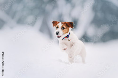 Smart Jack Russell terrier is running on snow path