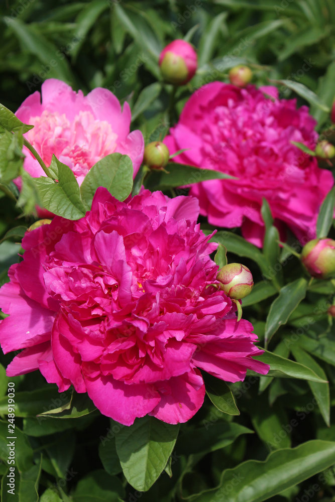 pink peonies in the garden pink peonies in the garden