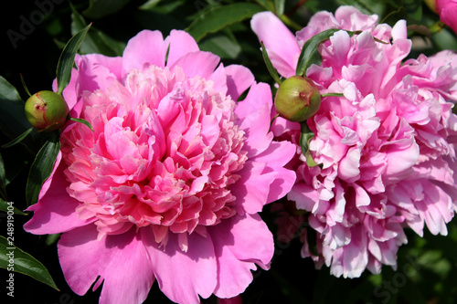 pink peonies in the garden