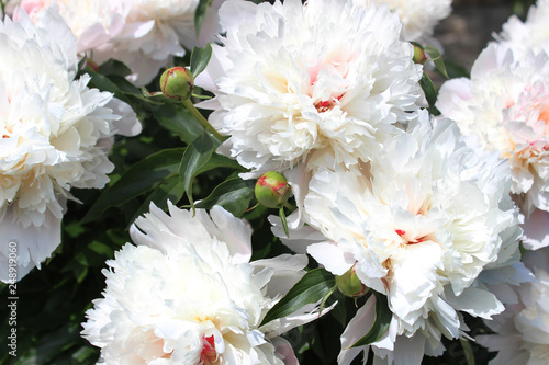 white peonies in the garden