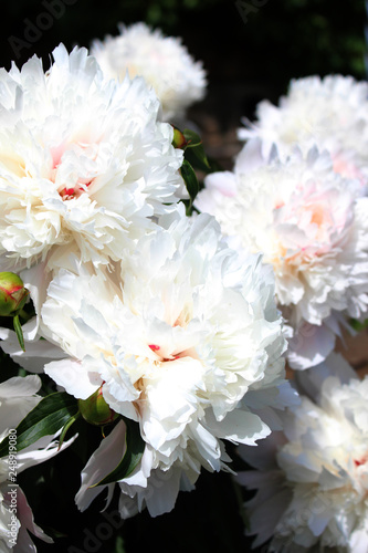 white peonies in the garden