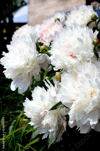 white peonies in the garden