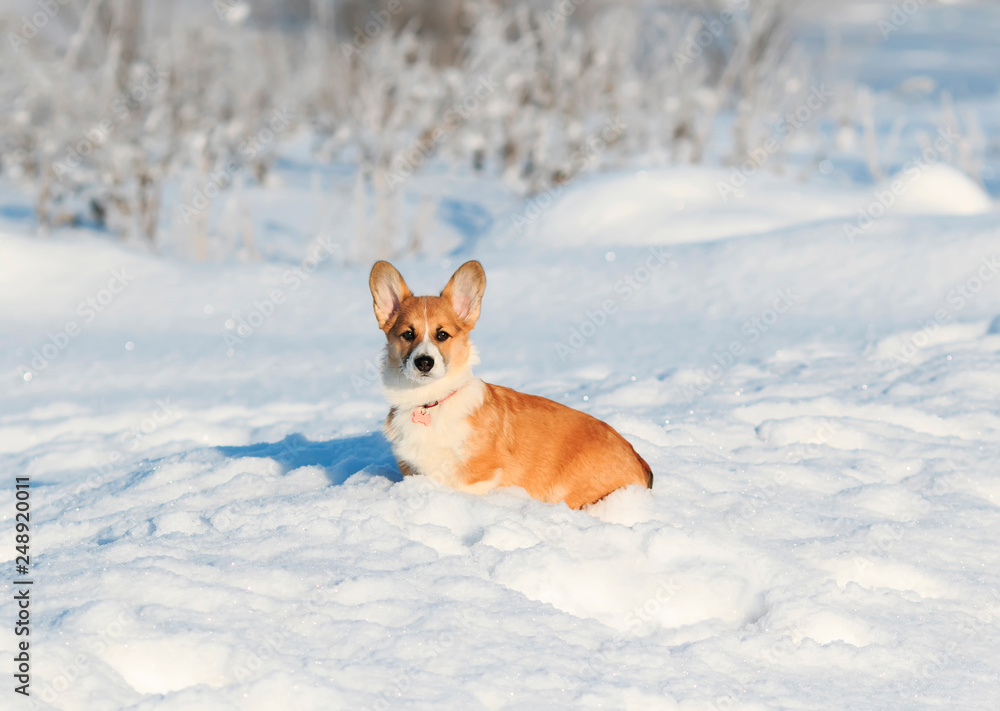  portrait of the animal little red Corgi puppy walks in the Sunny winter pack in deep white snow