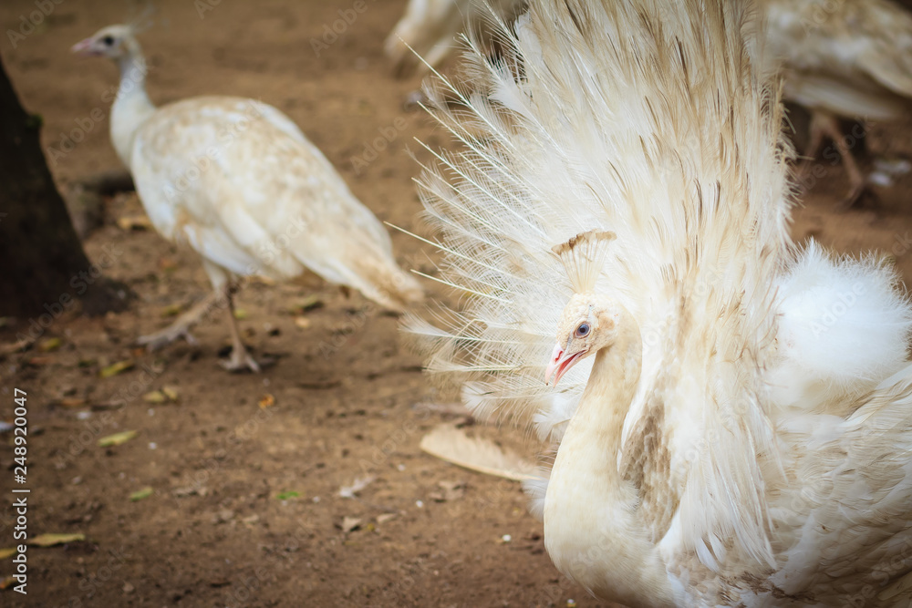 Beautiful White Peafowl With Feathers Out White Male Peacock With 