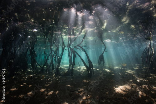 Sunlight and Shadows in Blue Water Mangrove, Raja Ampat