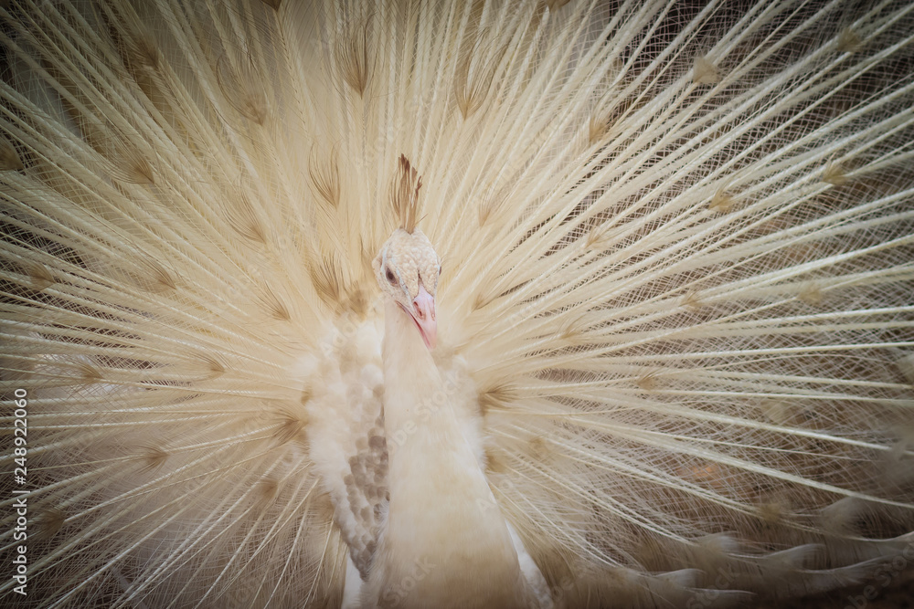 Beautiful White Peafowl With Feathers Out White Male Peacock With 