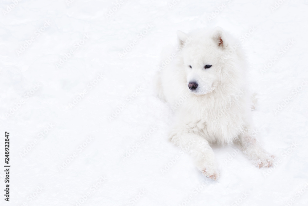 samoyed dog in winter forest. portrait of a dog in the winter forest. samoyed dog in winter forest. portrait of a dog in the winter forest.