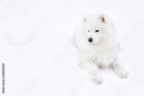 samoyed dog in winter forest. portrait of a dog in the winter forest.