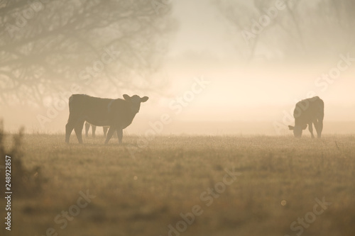 Cattle walking in the morning sunset in a meadow in Brandenburg Germany.