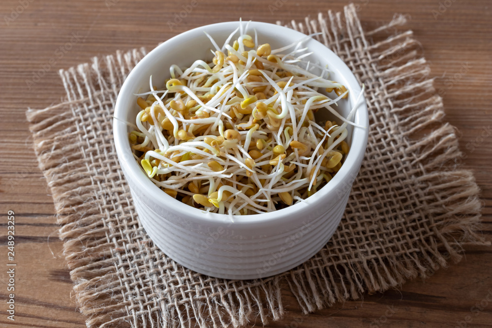Sprouted fenugreek seeds in a white bowl Sprouted fenugreek seeds in a white bowl