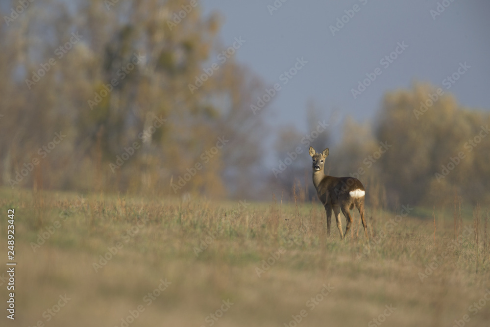 Naklejka premium An European roe deer (Capreolus capreolus) standing in a grassfield looking curious. 