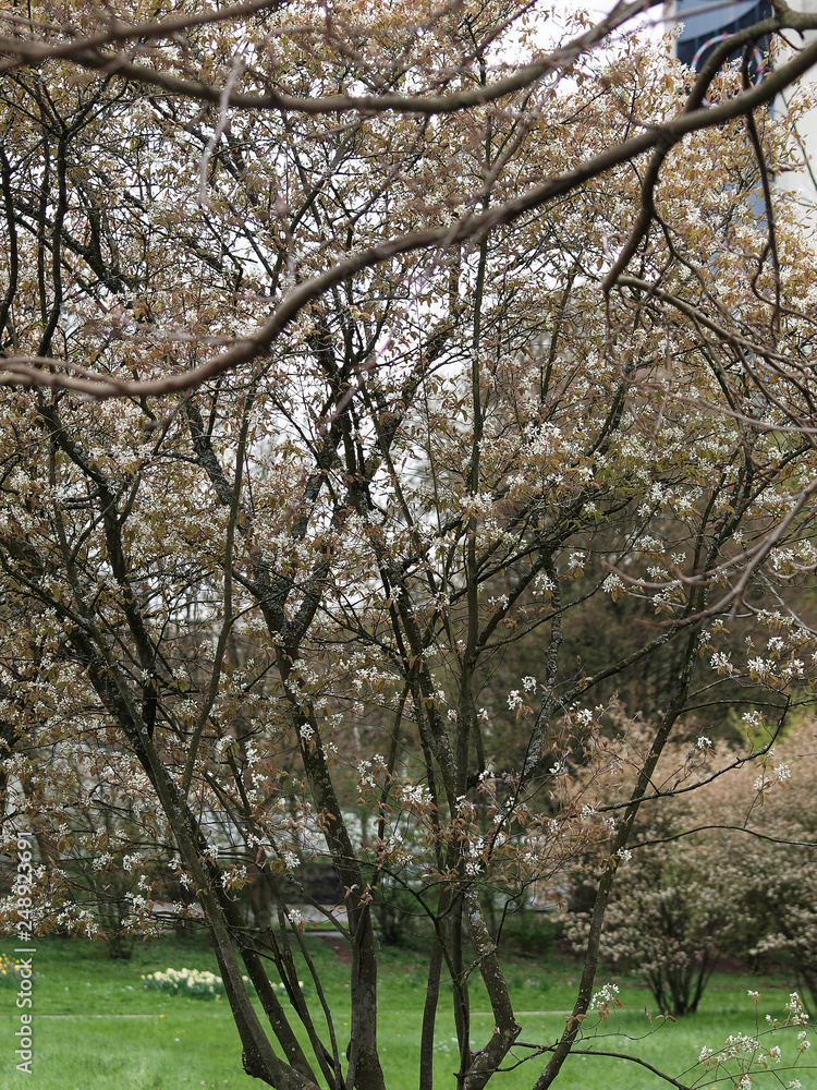 Amelanchier lamarckii - Amélanchier de Lamarck, un petit arbuste fruitier aux feuilles pourpres bronzées et duveteuses, aux petites fleurs étoilées printannières  au pétales blanches pures en grappes.