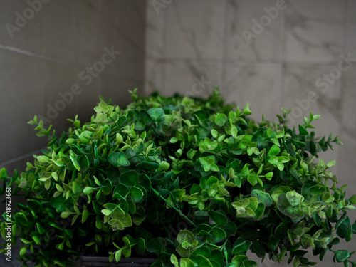 Big evergreen tree Buxus sempervirens common box, European box, or boxwood in pot near house