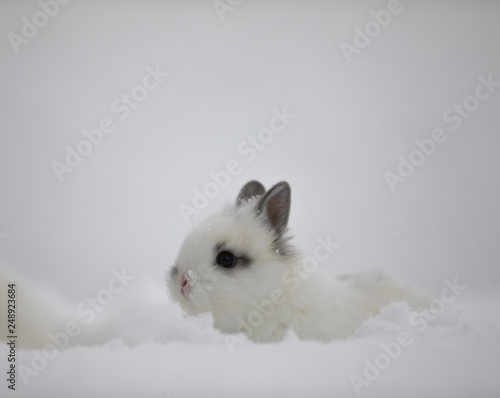 white rabbit in winter