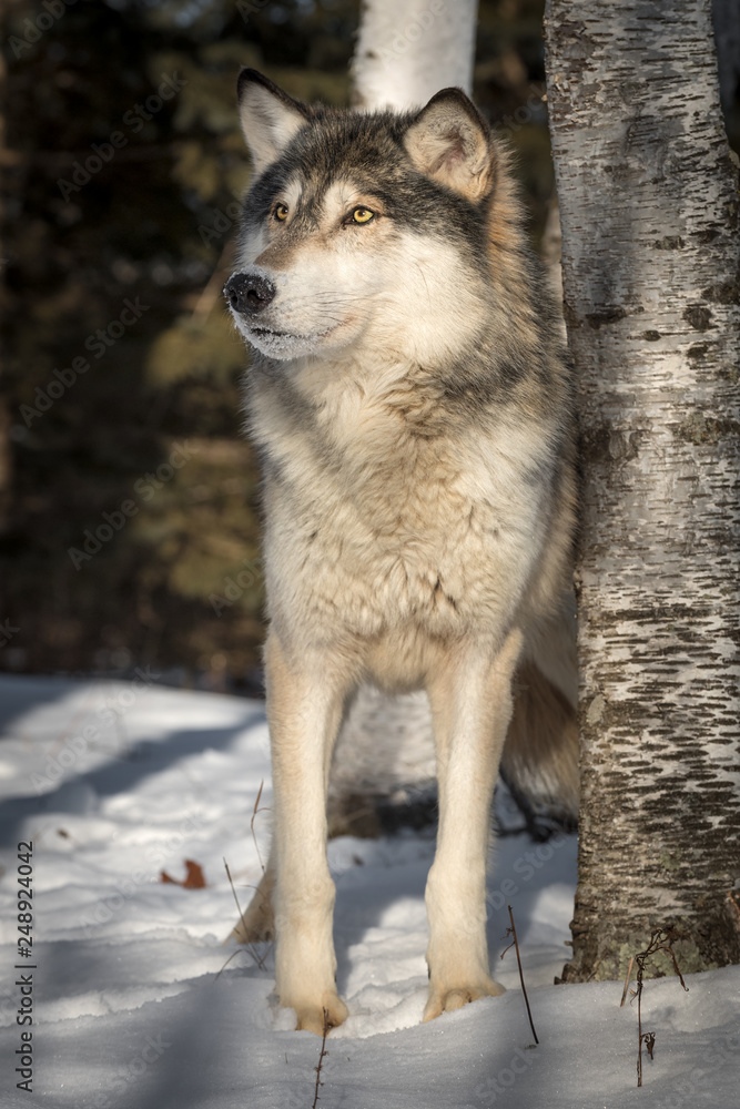 Fototapeta premium Grey Wolf (Canis lupus) Looks Up Next to Tree Winter