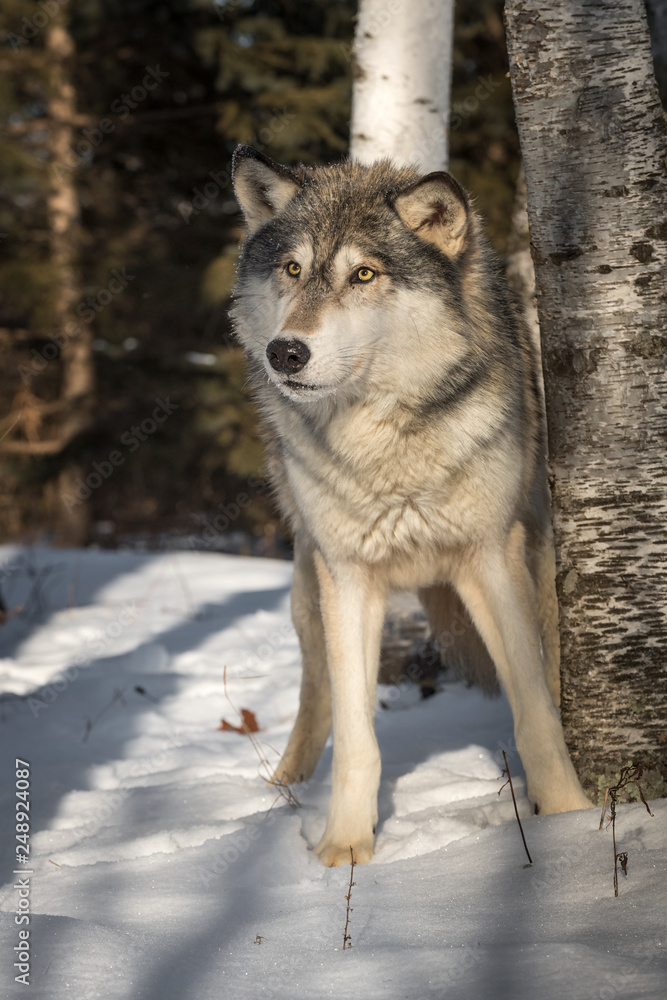 Grey Wolf (Canis lupus) Makes Step Forward Winter Grey Wolf (Canis lupus) Makes Step Forward Winter