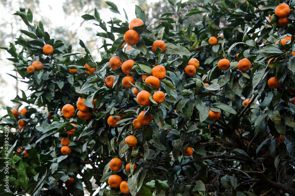 Many delicious tangerine fruits on the succulent green leaves tree