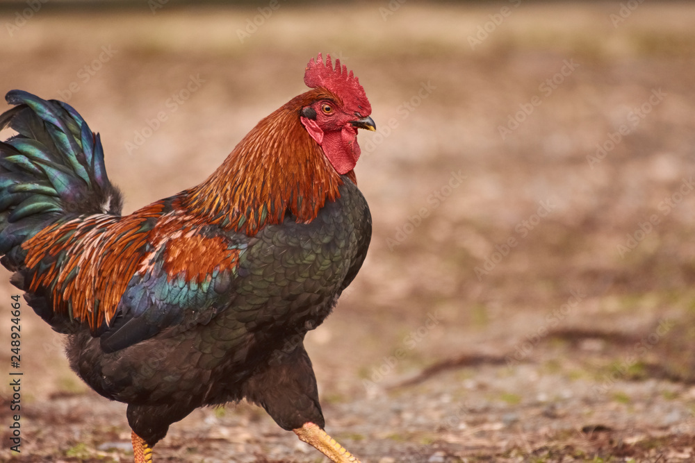 Rooster free range. Cock walking in a farm. Rooster free range. Cock walking in a farm.