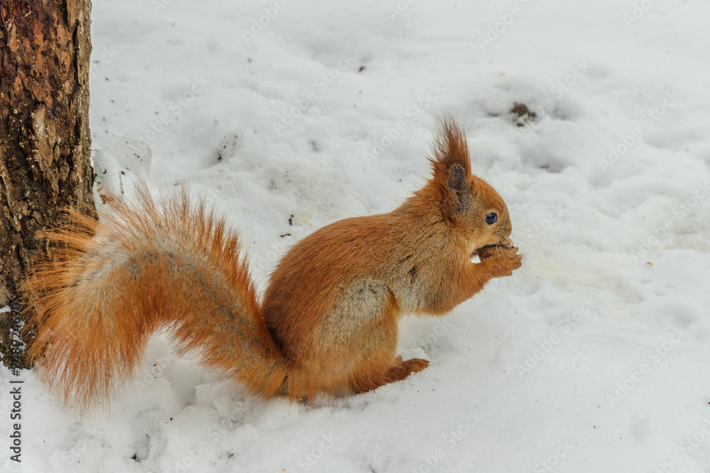 Squirrel nibbles a nut on the snow