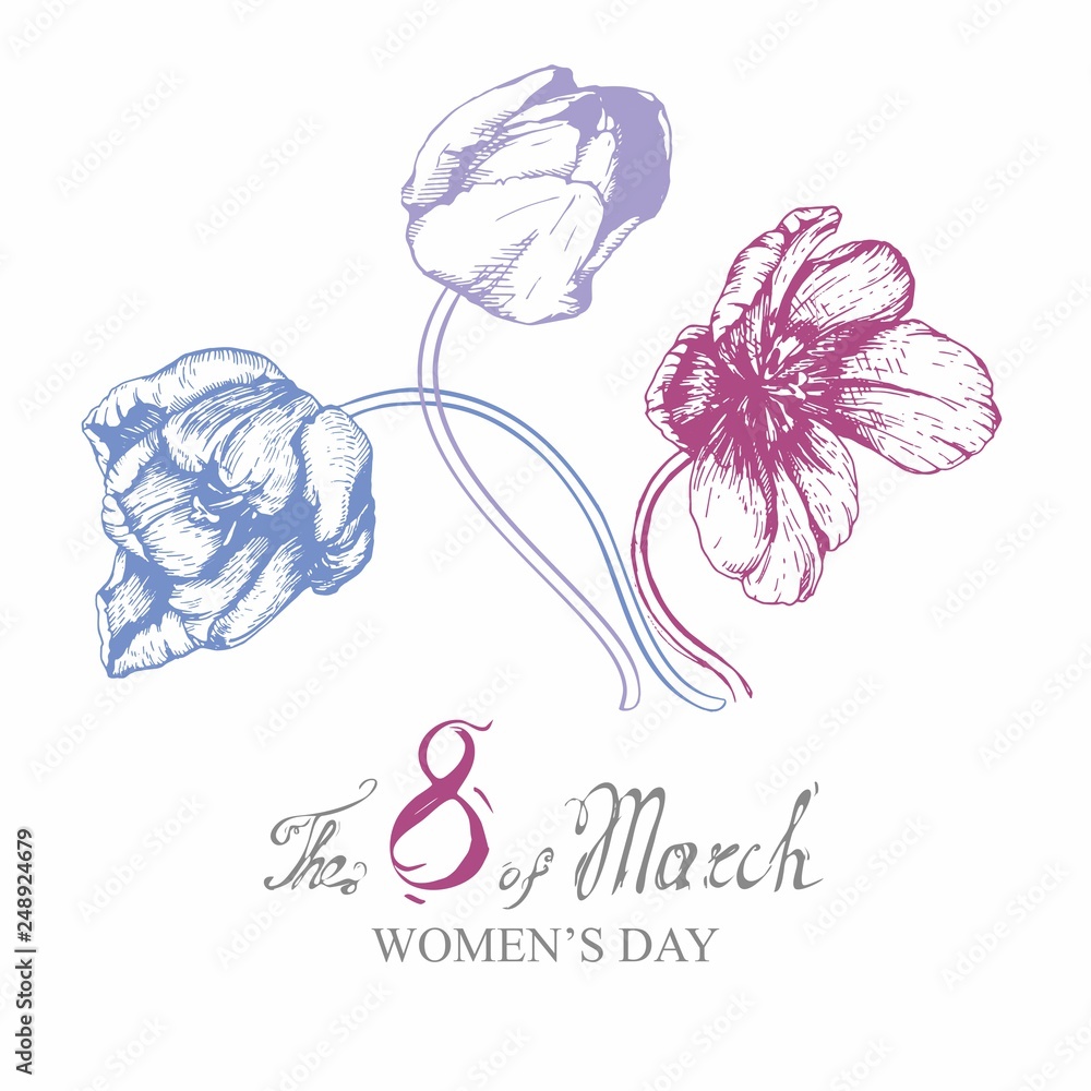 tulip flower illustration hand sketch graphic march 8 tulip flower illustration hand sketch graphic march 8