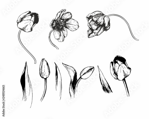 tulip decorative flower illustration hand sketch graphic