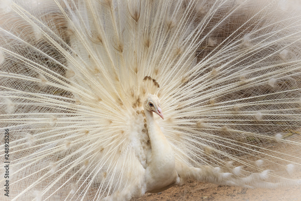 Obraz premium Beautiful white peafowl with feathers out. White male peacock with spread feathers. Albino peacock with fully opened tail.