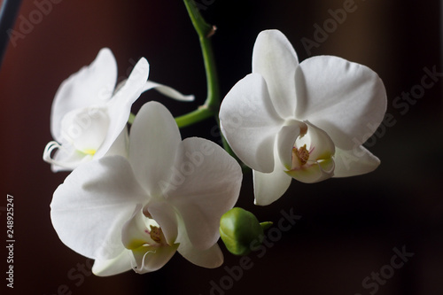 white orchid on black background