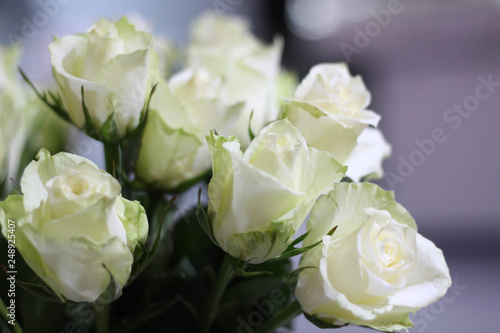 White roses as a background. White roses. Blossom