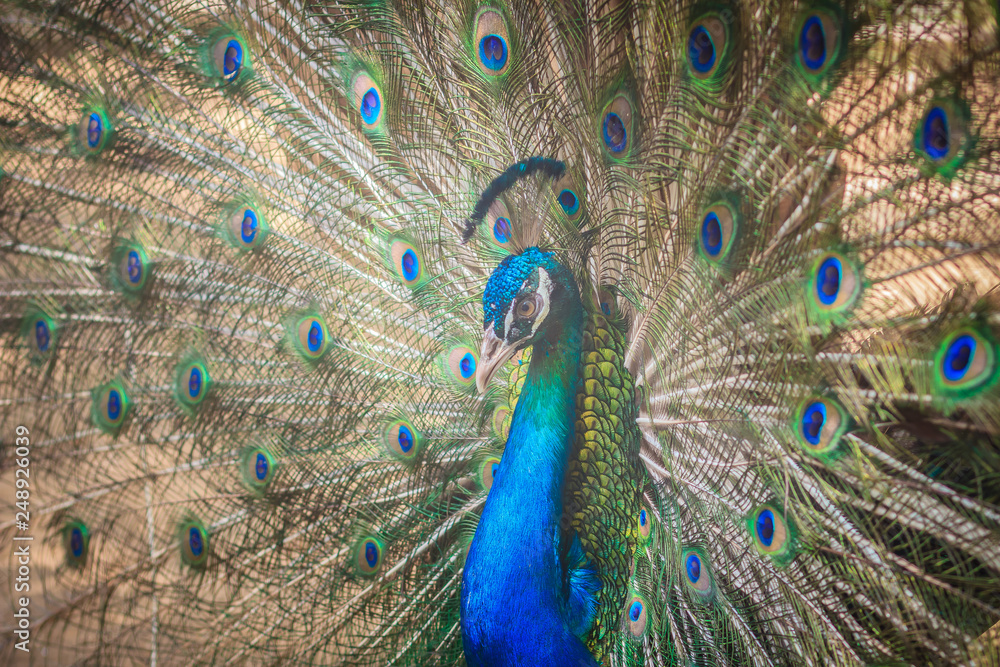 Obraz premium Beautiful peacock showing beautiful plumage and spreading tail-feathers in breading season.