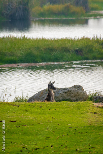 Kangaroo observing surrounding from a dent at Yanchep National Park Australia photo