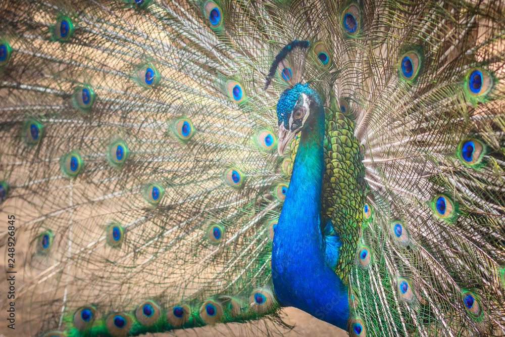 Obraz premium Beautiful peacock showing beautiful plumage and spreading tail-feathers in breading season.