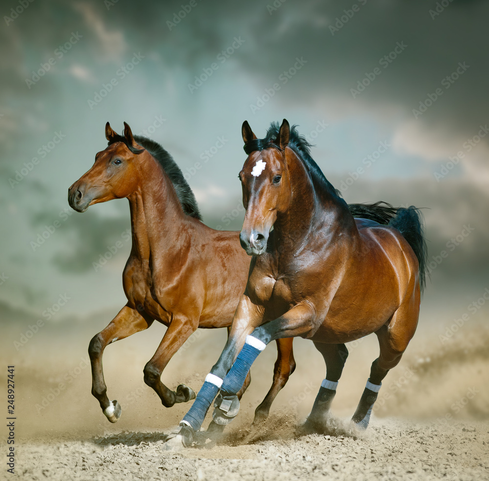 Bay sportive horse running wild Bay sportive horse running wild